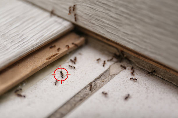 Bird Control in Newton, NJ